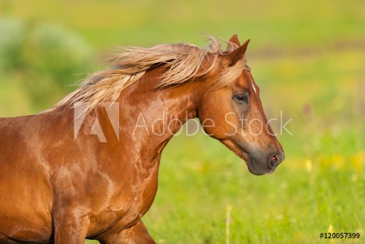 Image de Beautiful red horse with long mane close up portrait in motion at summer day